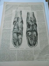 Gravure 1876 - Pied de devant