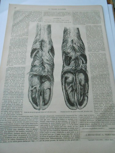 Gravure 1876 pied - de, devant