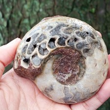 241 GR AMAZING PERMIAN WHOLE