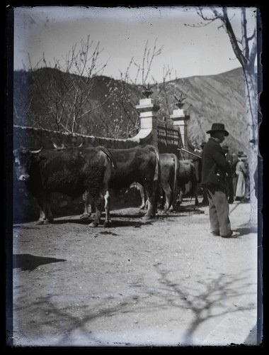 France ferme vaches c1920 - france,
