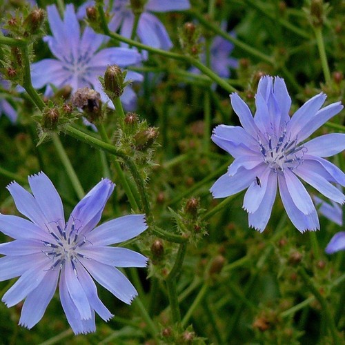 Chicorée commune cichorium - commune,