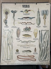 Affiche scolaire Les Vers - Les Fils d’Emile Deyrolle