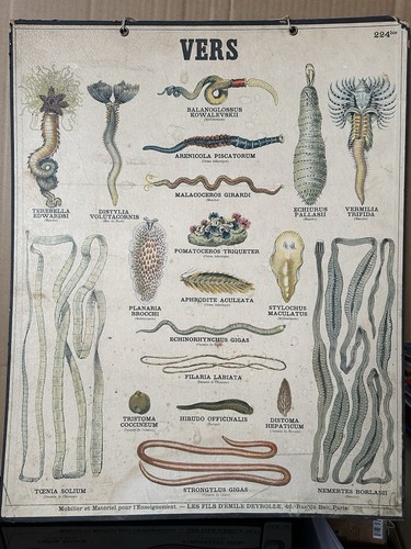 Affiche scolaire les - affiche,