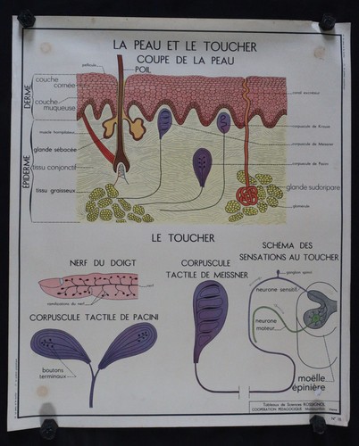Peau le toucher - toucher, médecine