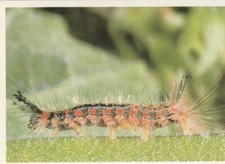 CHROMO IMAGE CHOCOLAT POULAIN