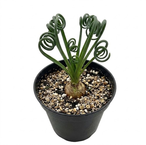 Live albuca spiralis frizzle - albuca,