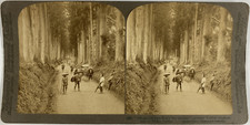 Underwood, Japan, Nikko, stereo, Noble cryptomerias, 1904 Vintage stereo card 