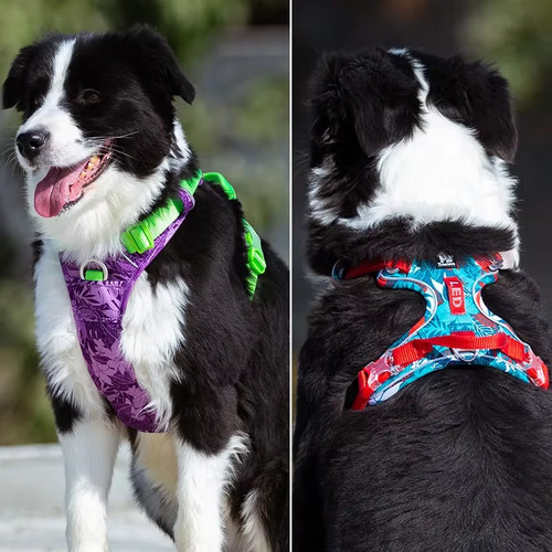 Harnais pour chien sans - chien,