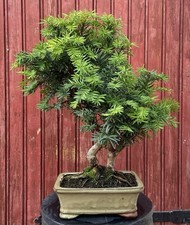 BONSAÏ CONIFÈRE IF/ TAXUS