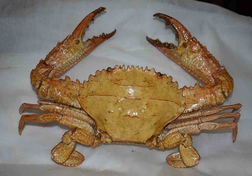 Naturalized crab crabe - naturalized,