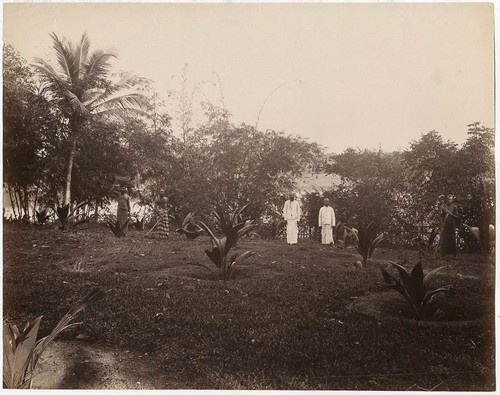 Photo albuminé ceylan sri - albuminé,