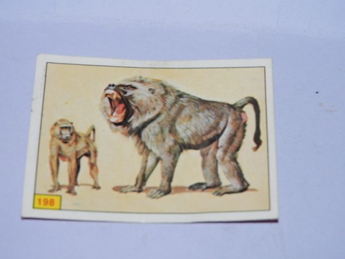 Image panini animaux - image,