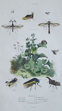 Gravure en couleur du XIXè s. Membraces. Entomologie. Lunulé Lancéolé Tragope...