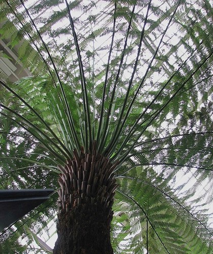 Dicksonia antartica soft - dicksonia,