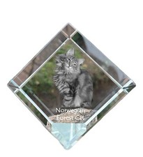 Chat des forêts norvégiennes dé de cristal avec un chat Art-Dog