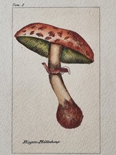 Estampe ancienne XIXème