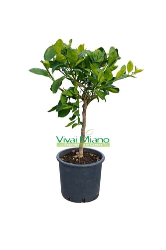 Plante mandarine satsuma - plante, de