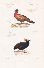 Tragopan Satyra Satyrtragopan