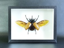 Coléoptère dynaste naturalisé : Eupatorus gracilicornis - (Entomologie, insecte)