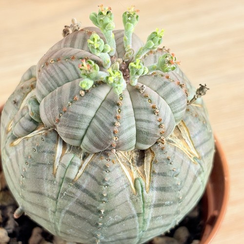 Euphorbia obèse pot 5 - euphorbia, cm