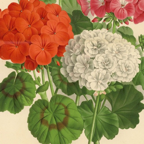 Fleur pélargonium jules malou - fleur,