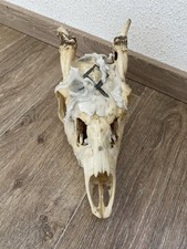 Crâne Animal Véritable Avec