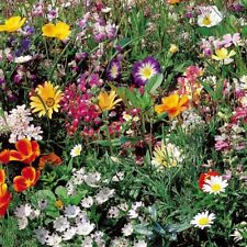 Melange De Fleurs Gazon
