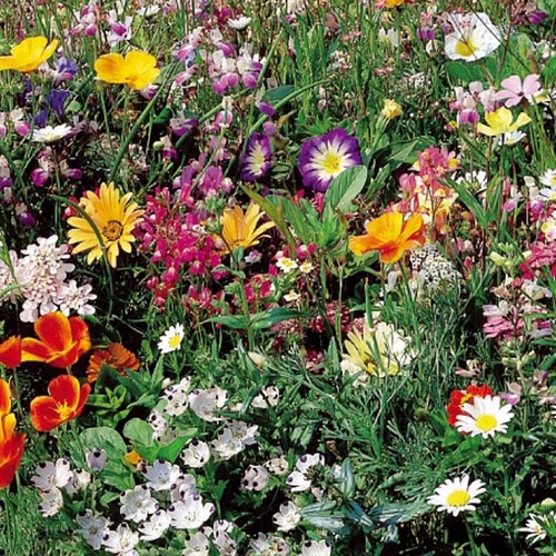 Melange fleurs gazon - fleurs,