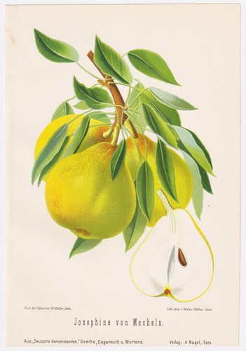 Josephine mecheln poires - josephine,