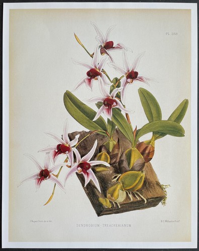 Botanique orchidées - botanique,