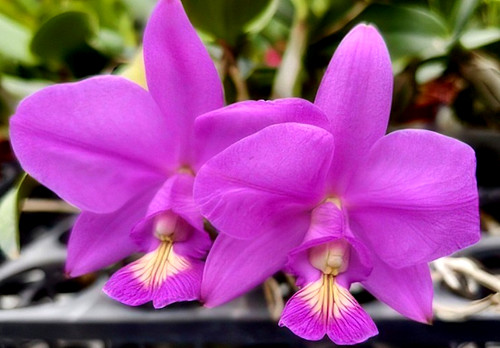 Cattleya nobilior ruby - cattleya,