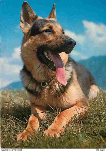 Carte postale animaux - carte,
