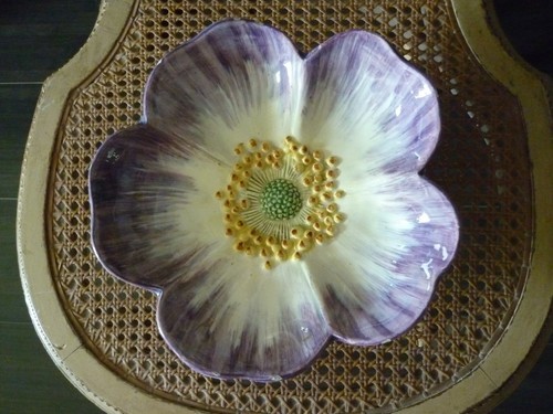 Massier jolie anemone - jolie,