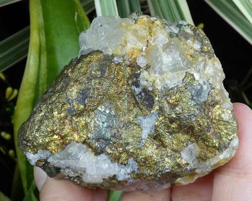 Chalcopyrite fluorite - chalcopyrite, &