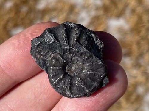 Peru fossil ammonite - peru,