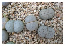 50 graines de Lithops