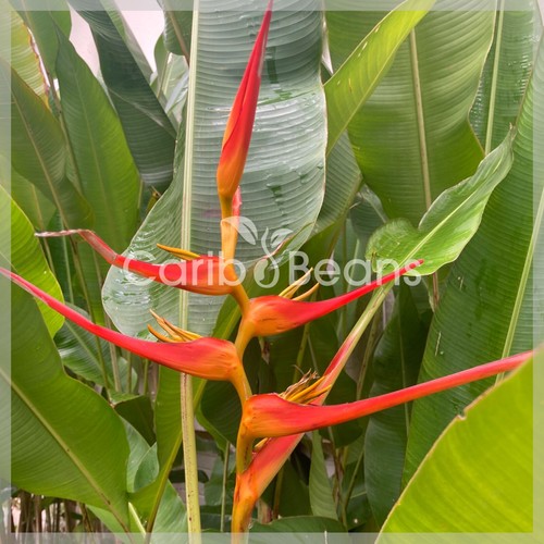 Plant racines nues - en,
