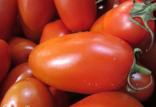 Tomate allongee d italie - ♫,