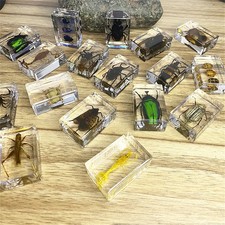 Petits vrais insectes - , bloc