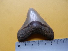 Dent fossile de mégalodon  des faluns de Touraine