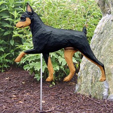Miniature Pinscher Extérieur