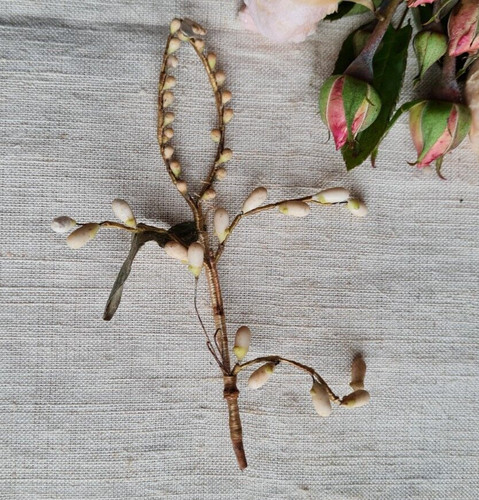 Ancien morceau bouquet - ancien,