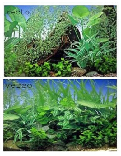 Poster fond aquarium decors - fond,