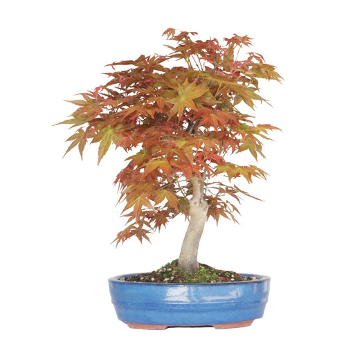 Kentis bonsaï acer palmatum - bonsaï,