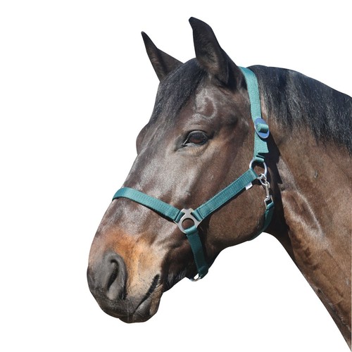 Eldorado licol pour chevaux - pour,