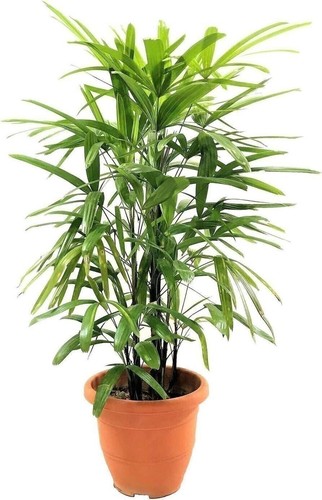 Lady palm live plant - palm,