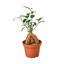 Ficus 'Ginseng'