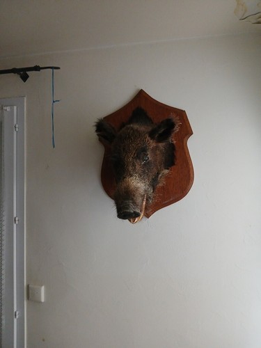 Tête sanglier empaillée - tête,