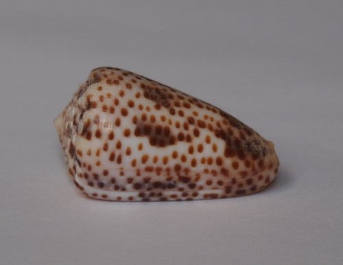 Conus vautieri