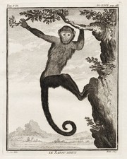 Singe Capucin À Casquette